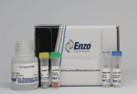 ENZO新品ENZ-KIT175，CYTO-ID自噬试剂盒2.0