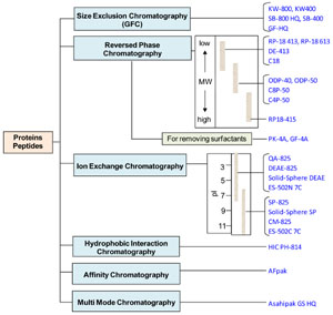 HPLC Columns for Protein and Peptide Analysis