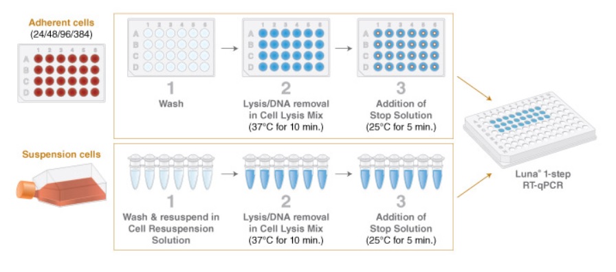 NEB代理 , DNA聚合酶与扩增技术 , qPCR & RT,qPCR