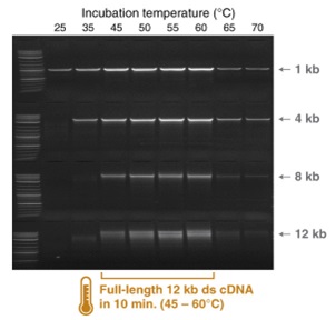 NEB代理 , DNA聚合酶与扩增技术 , cDNA 合成