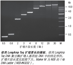 NEB代理 , DNA聚合酶与扩增技术 , 特殊PCR