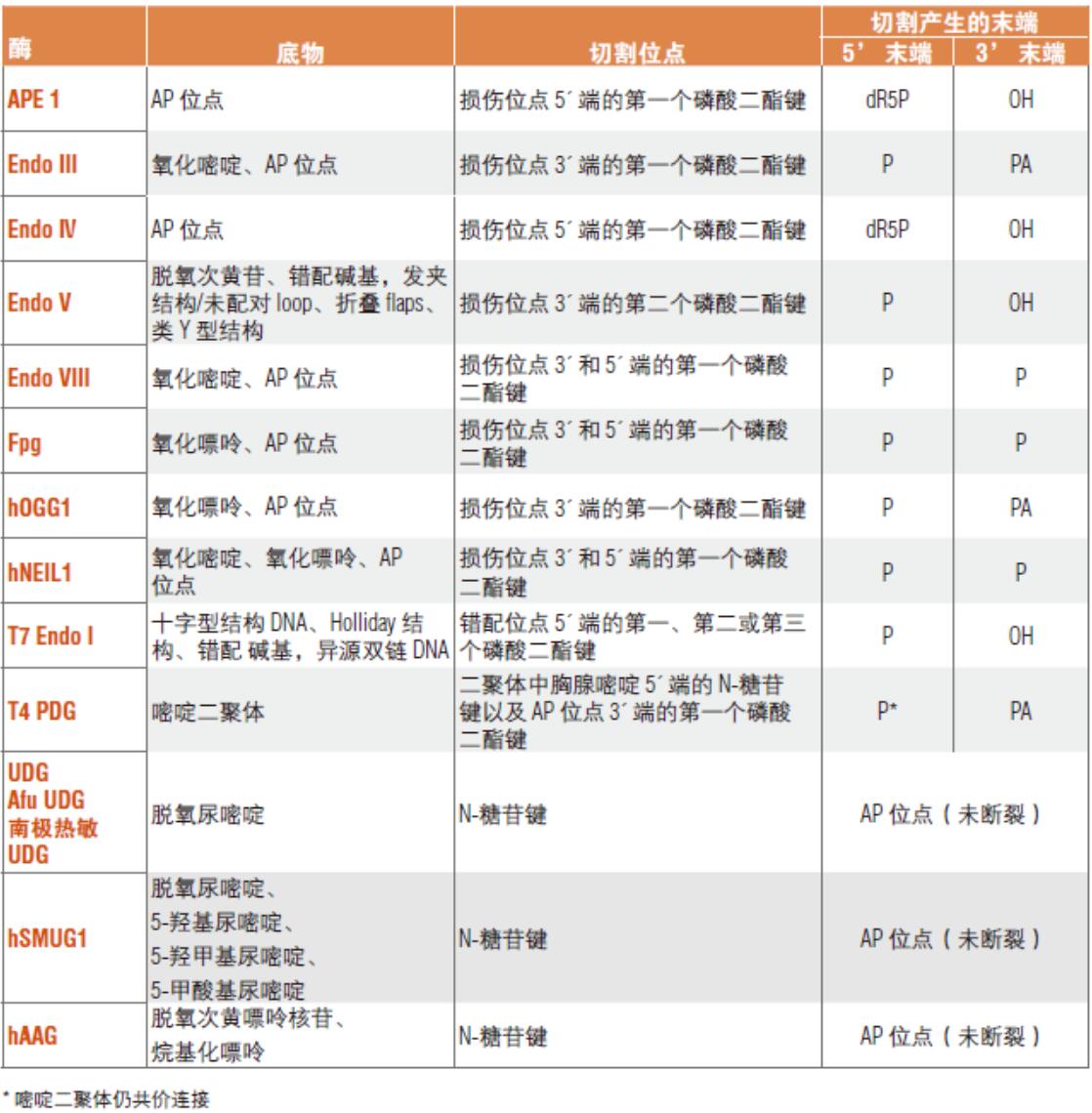 NEB代理 , DNA修饰酶与克隆技术 , DNA 修复蛋白