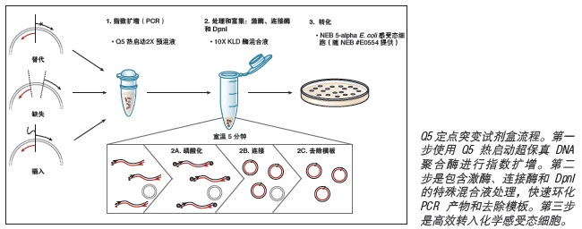 NEB代理 , DNA修饰酶与克隆技术 , 克隆 & 合成生物学