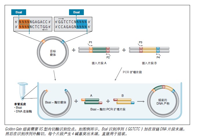 NEB代理 , DNA修饰酶与克隆技术 , 克隆 & 合成生物学