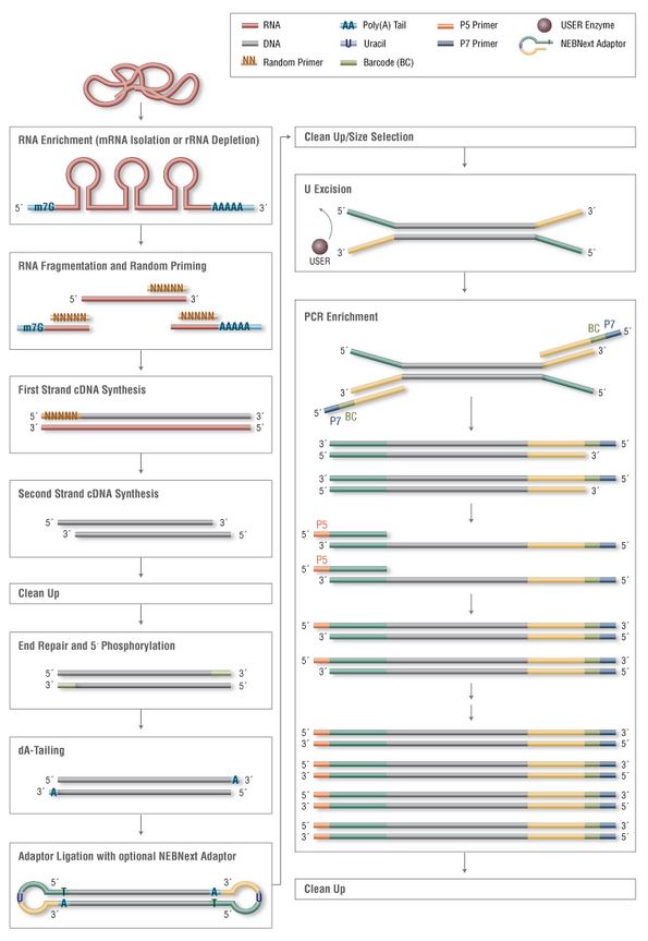 NEB代理 , 用于二代测序的 NEBNext® 试剂 , 适用于 Illumina 测序平台/Ultra II DNA & RNA