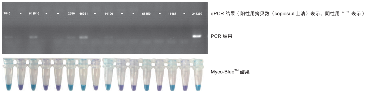 MycoBlue Mycoplasma Detector