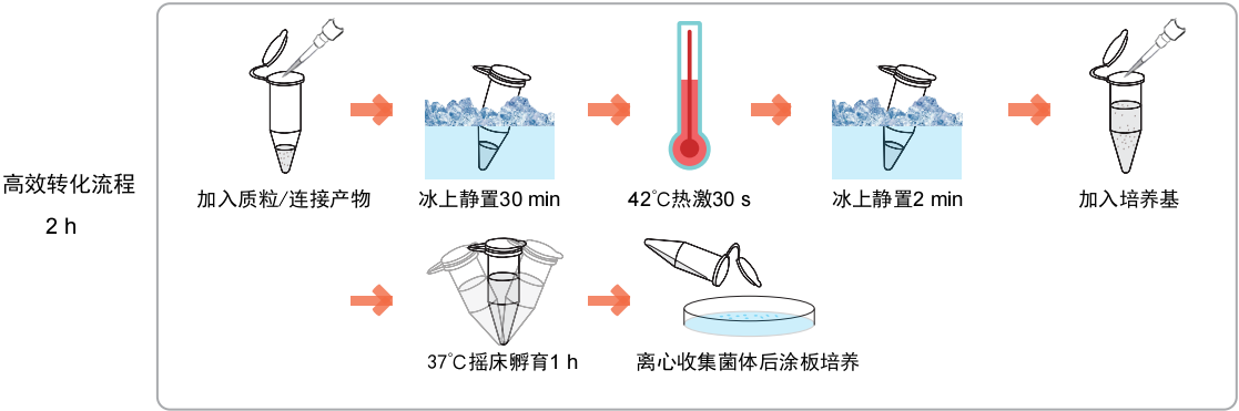 Fast-T1 化学感受态细胞