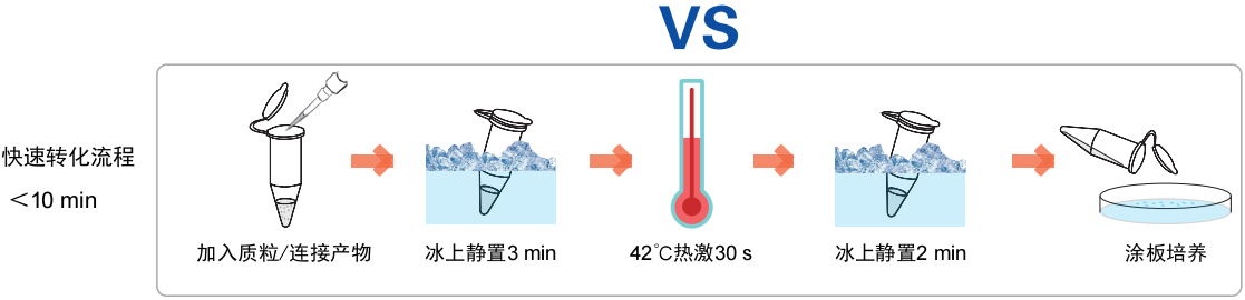 Fast-T1 化学感受态细胞