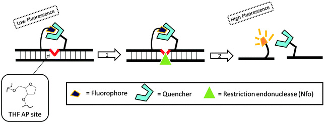 重组酶聚合酶扩增（Recombinase Polymerase Amplification，RPA）
